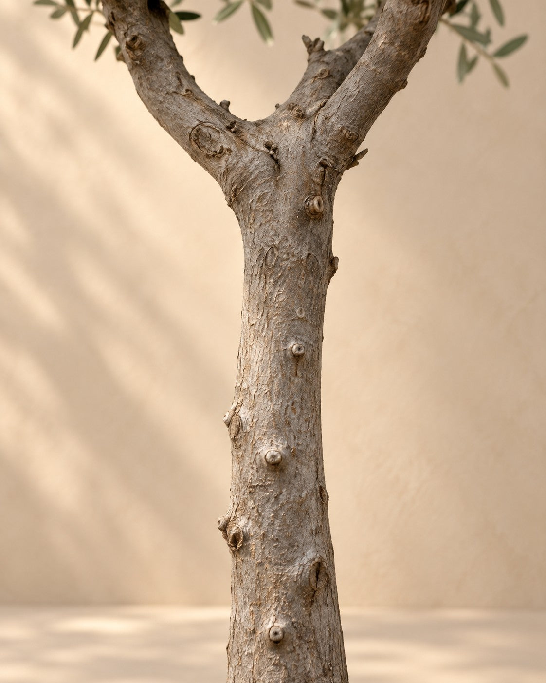 Primo piano del tronco di Olea europaea