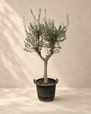 Olea europaea, alta 230 cm in vaso di coltivazione da 45 cm