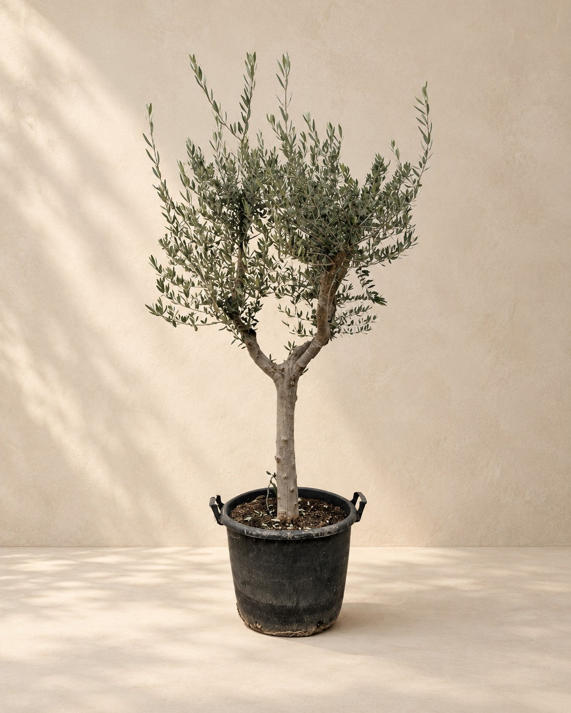 Olea europaea, alta 230 cm in vaso di coltivazione da 45 cm