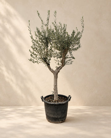Olea Europaea (Olijfboom)