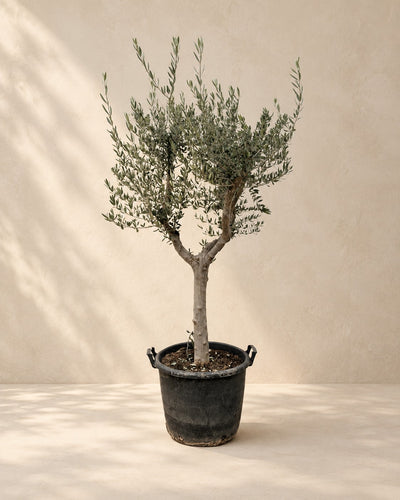 Olea europaea, alta 230 cm in vaso di coltivazione da 45 cm