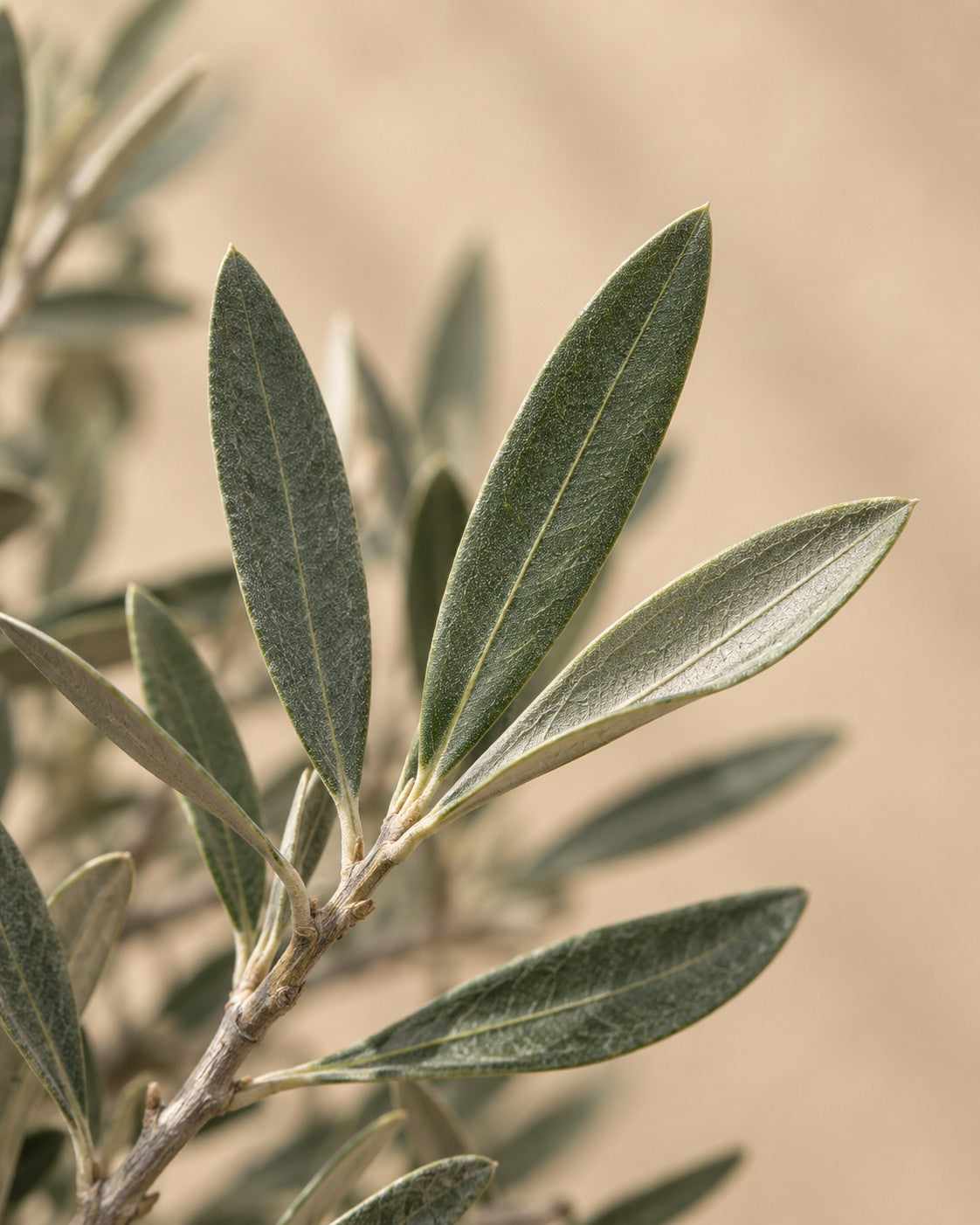 Close-up van het blad van de Olea europaea