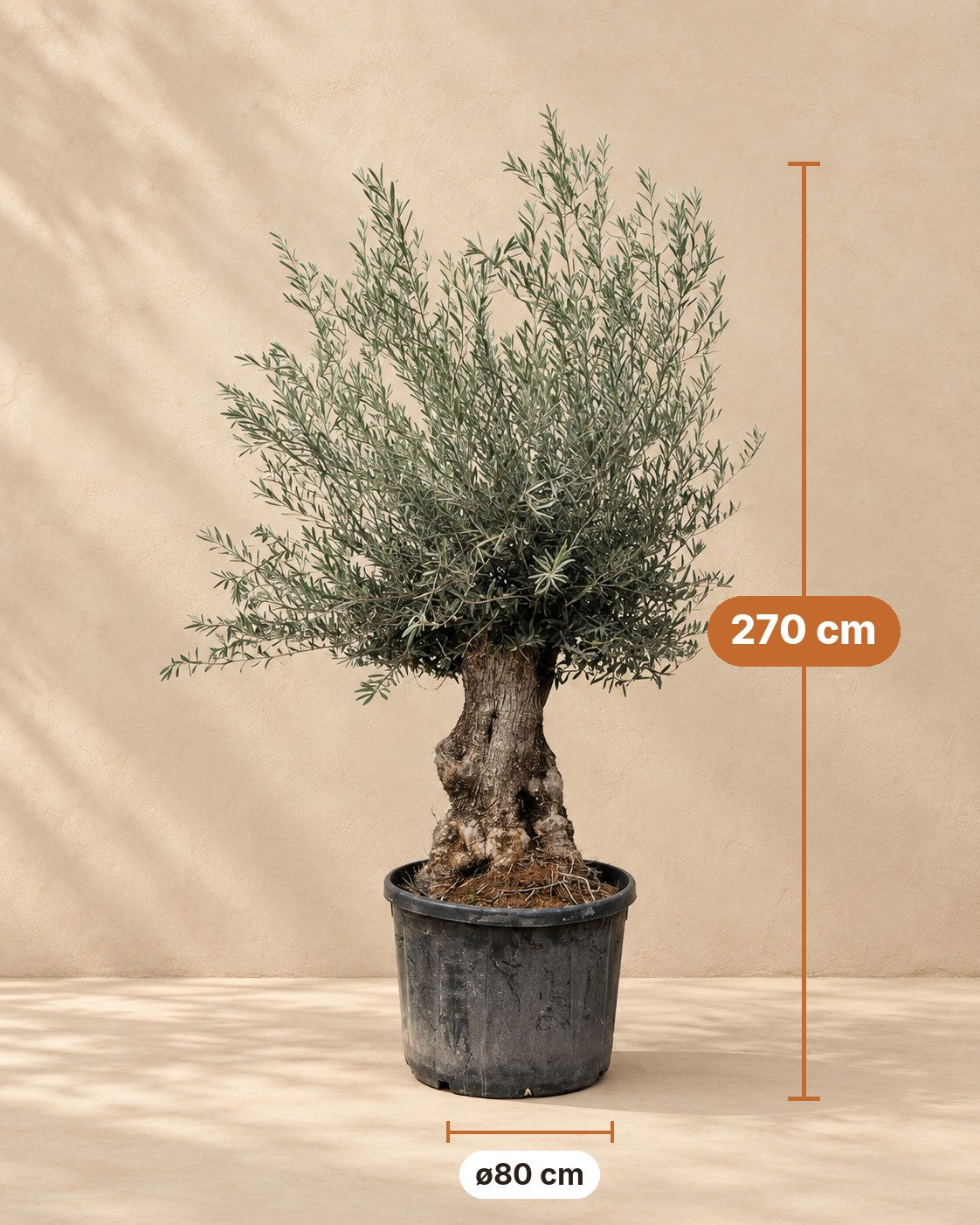 Dimensioni Olea europaea: altezza 270 cm, vaso ø80 cm