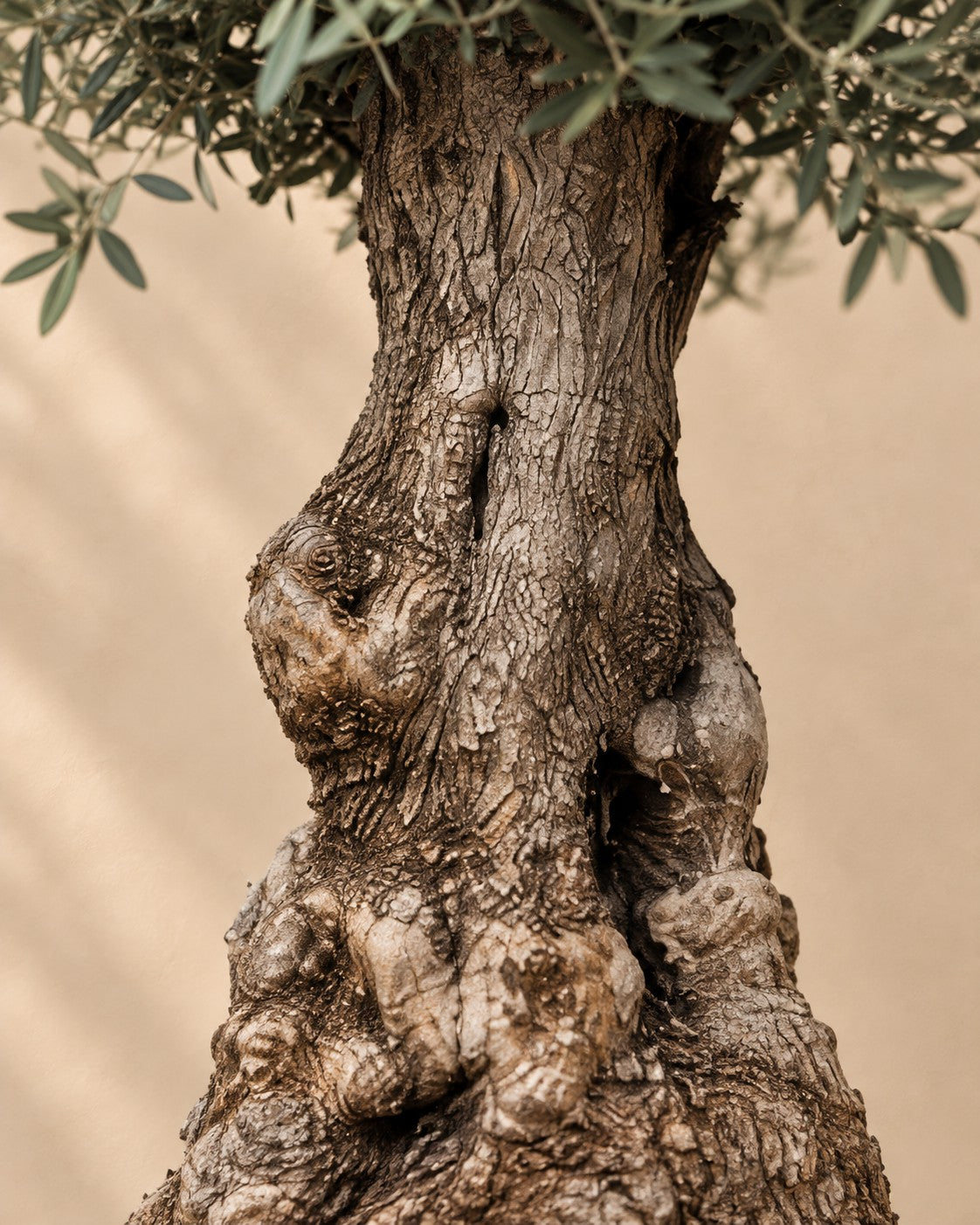 Primo piano del tronco di Olea europaea