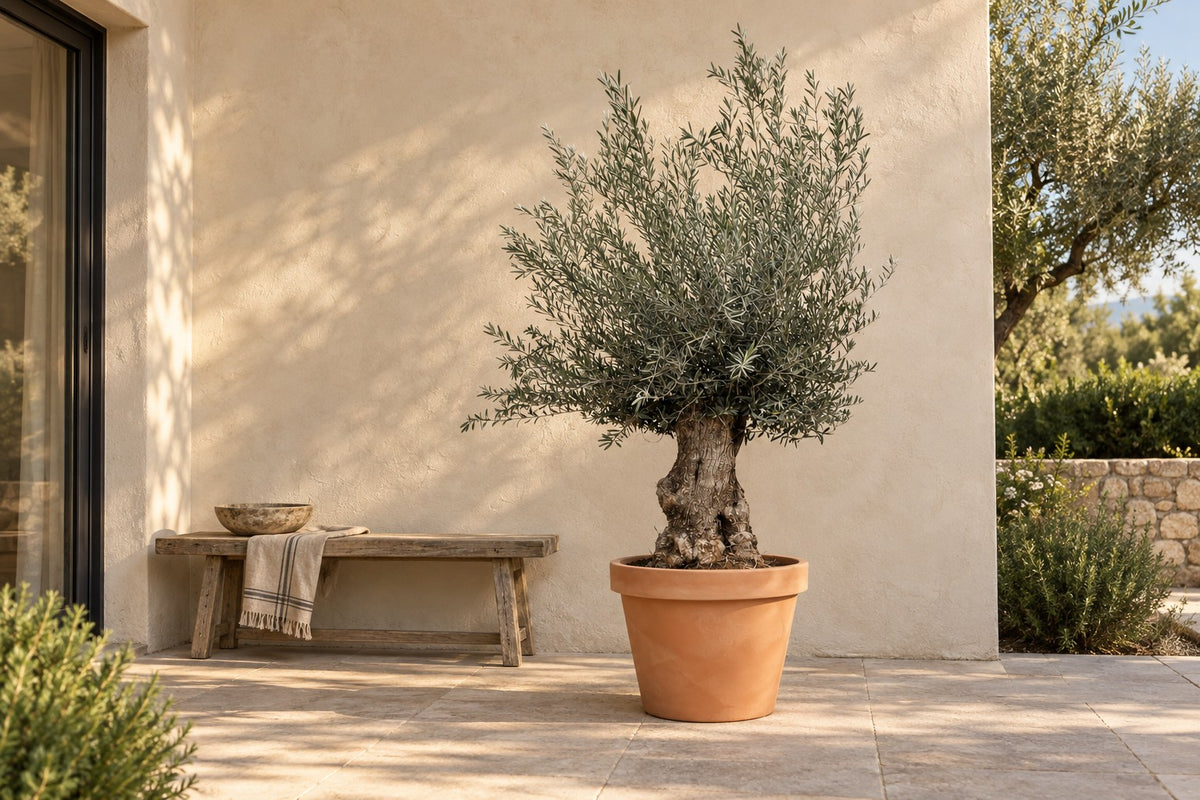 Olea europaea, 270 cm, in vaso Lira Terra su una terrazza