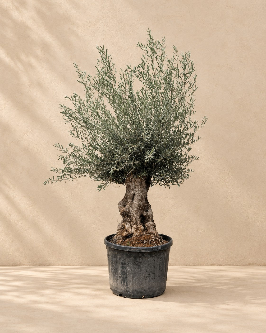 Olea europaea van 270 cm hoog in kweekpot van 80 cm