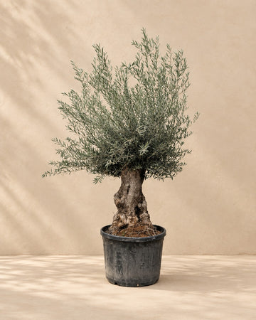 Olea Europaea (Olijfboom)