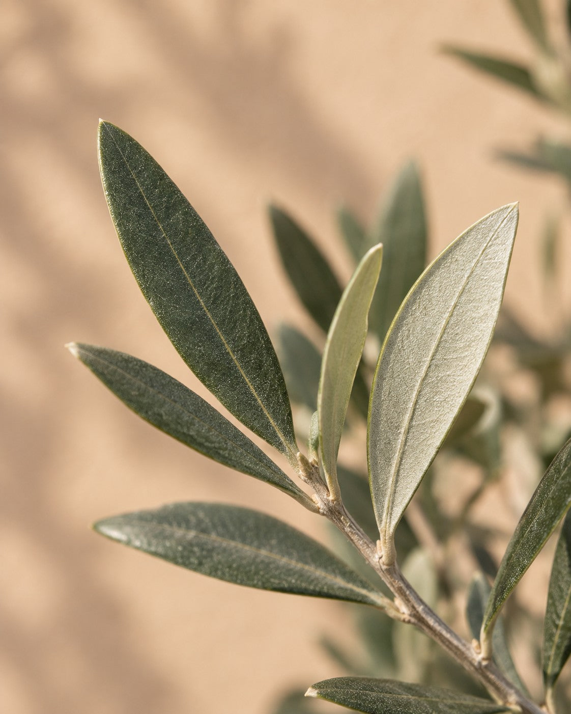Close-up van het blad van de Olea Europaea struik