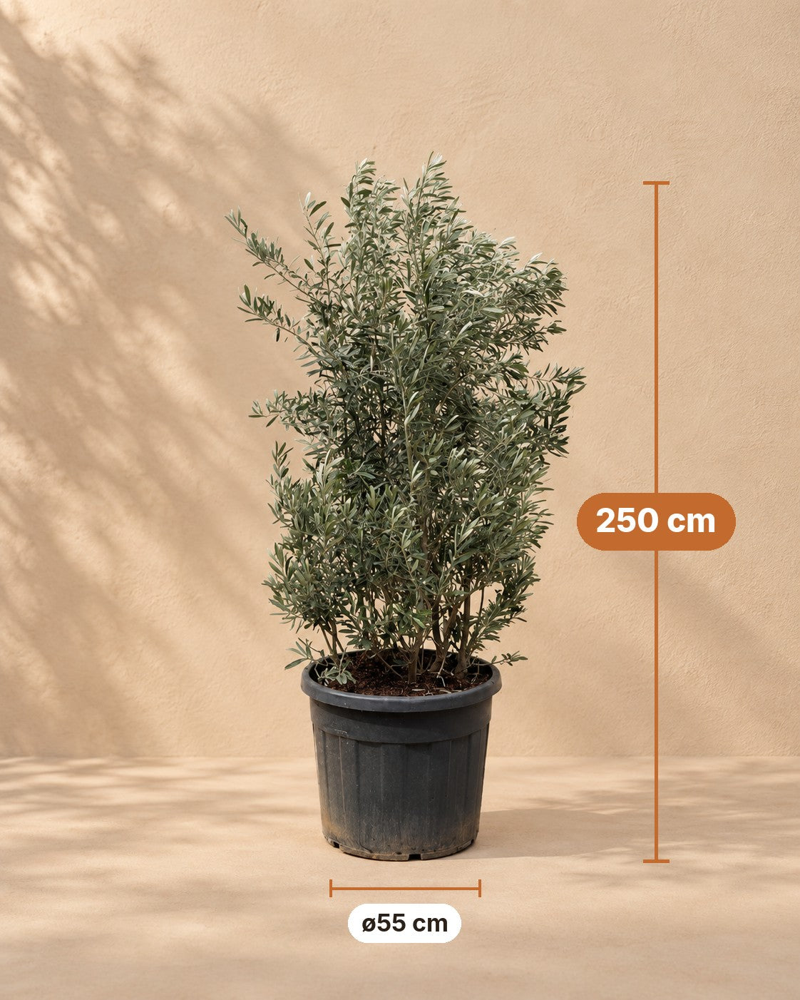 Afmetingen Olea Europaea struik: 250 cm hoog, pot ø55 cm