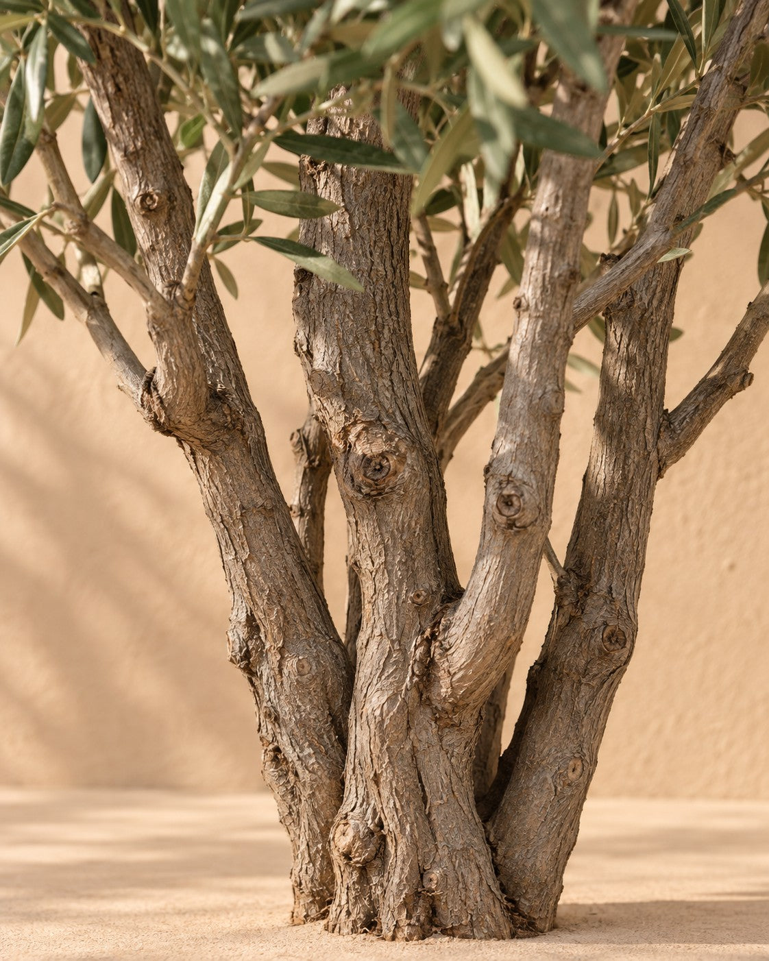 Close-up van de stam van de Olea Europaea struik