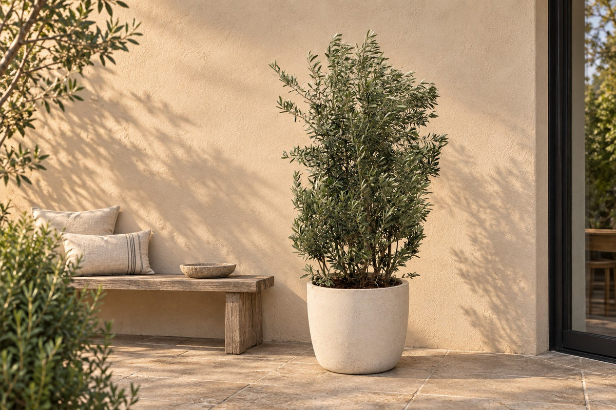 Olea Europaea struik van 250 cm in een witte keramische pot op een terras