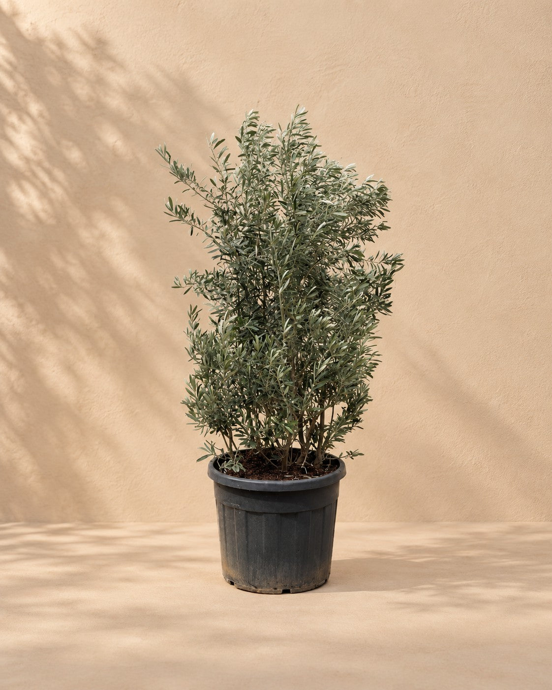 Olea Europaea struik van 250 cm hoog in kweekpot van 55 cm