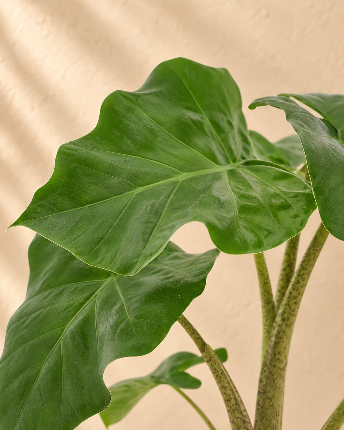 Close-up of the leaves of the Elephant ear (Alocasia 'Low Rider')