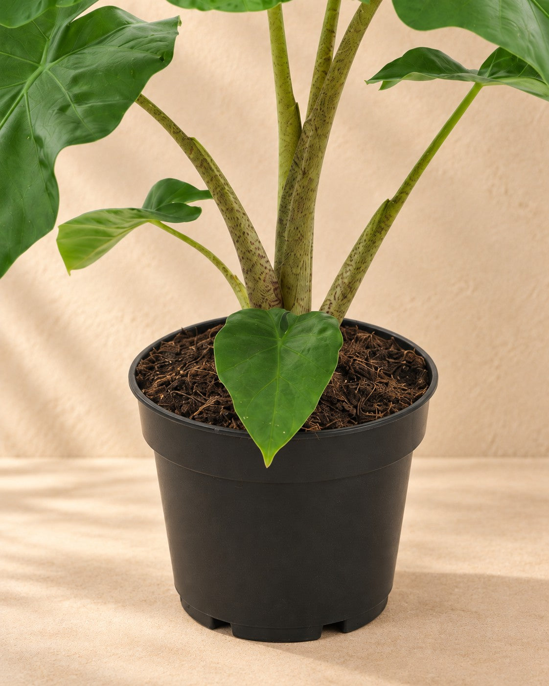 Lower part of the Elephant ear (Alocasia 'Low Rider') with its nursery pot