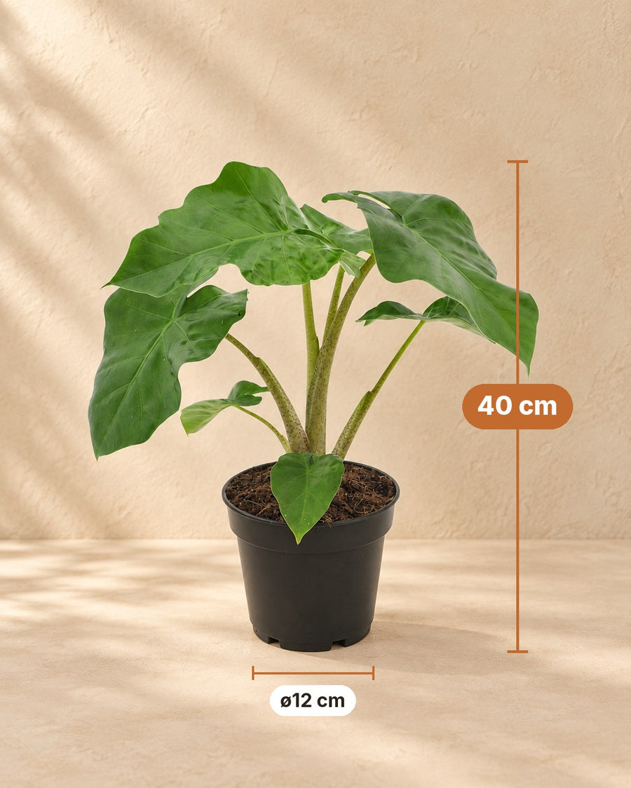 Elephant ear (Alocasia 'Low Rider') 40 cm tall, ø12 cm pot