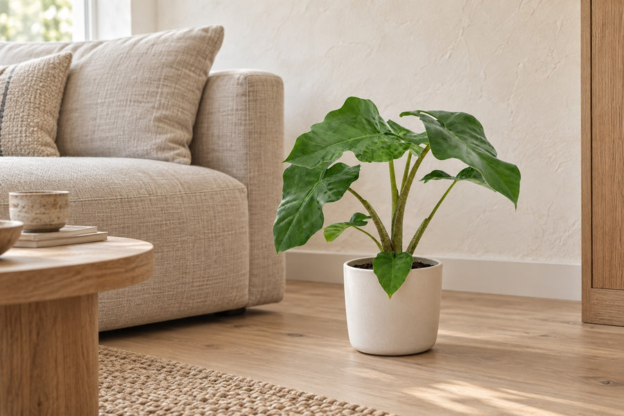 Elephant ear (Alocasia 'Low Rider') 40 cm tall, ø12 cm pot