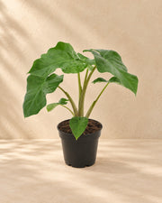 Elephant ear (Alocasia 'Low Rider'), 40 cm tall in a 12 cm nursery pot