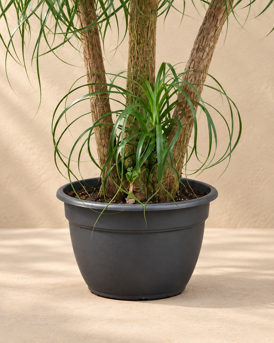 Parte bassa di Pianta piedi di elefante multi tronco (Beaucarnea recurvata) con il vaso di coltivazione