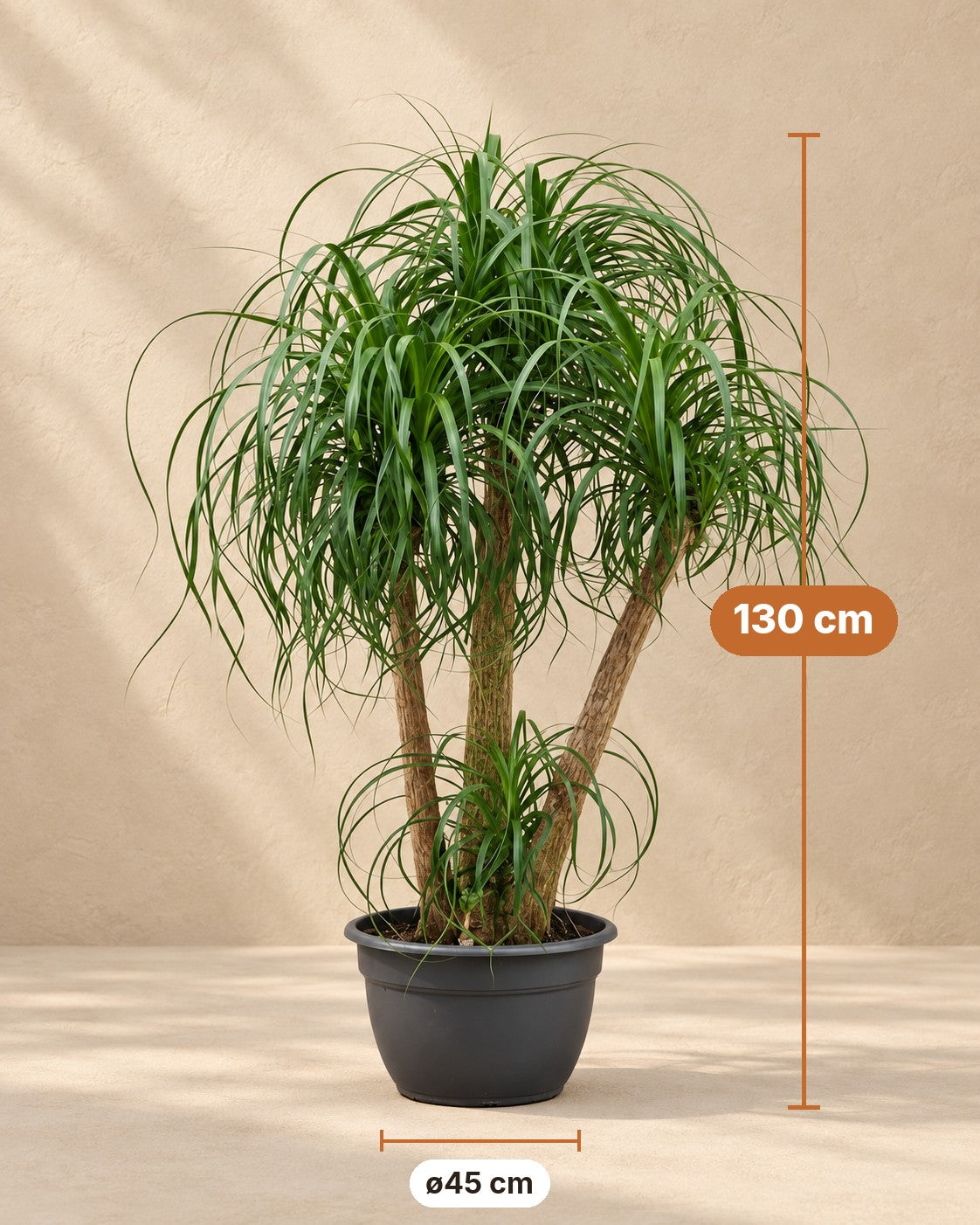 Dimensioni Pianta piedi di elefante multi tronco: altezza 130 cm, vaso ø45 cm