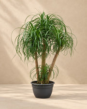 Pianta piedi di elefante multi tronco (Beaucarnea recurvata), alta 130 cm in vaso di coltivazione da 45 cm