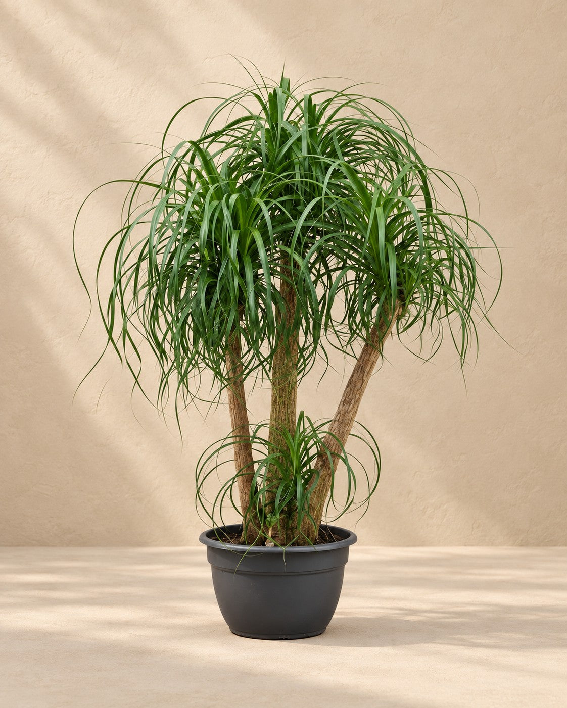 Pianta piedi di elefante multi tronco (Beaucarnea recurvata), alta 130 cm in vaso di coltivazione da 45 cm