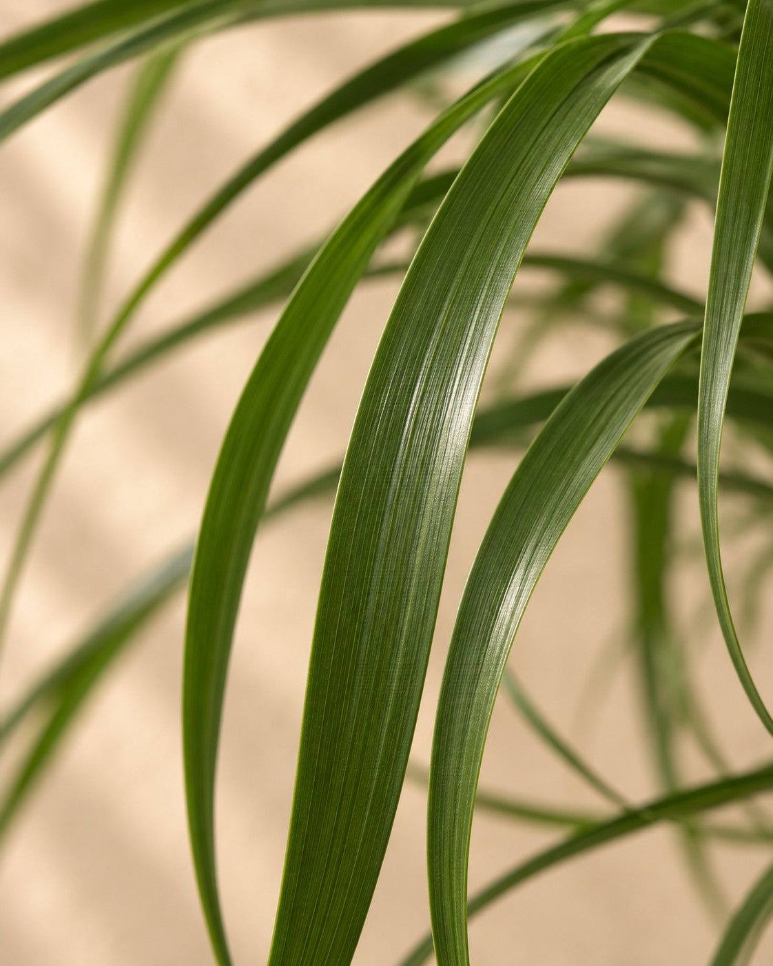 Close-up of the leaves of the Ponytail palm XXL (Beaucarnea recurvata)