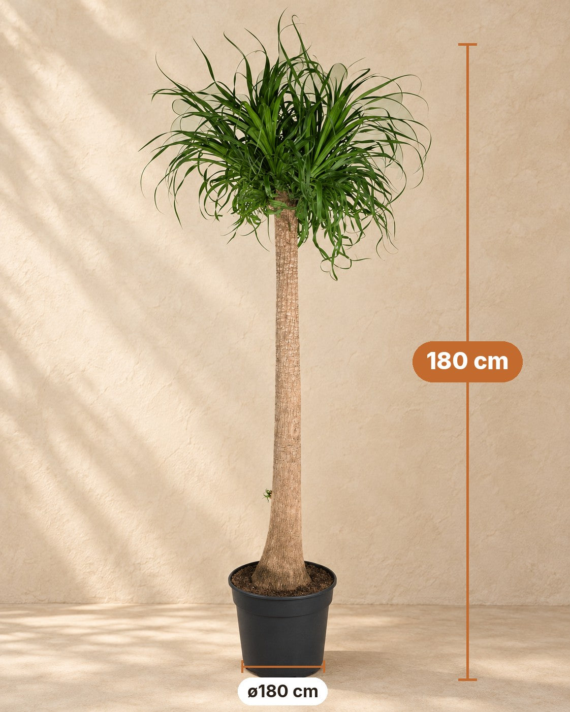 Dimensions of the Ponytail palm XXL: 180 cm tall, pot ø180 cm