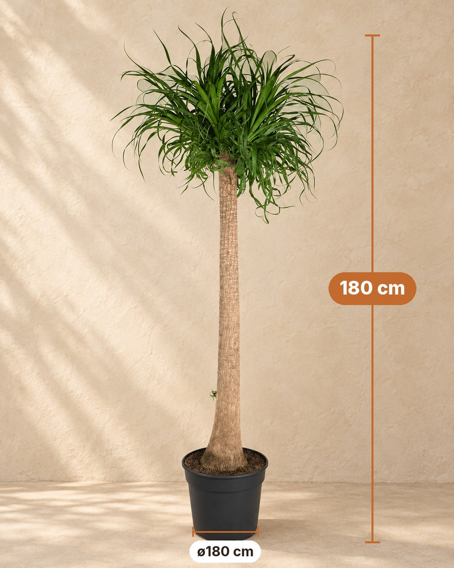 Ponytail palm XXL (Beaucarnea recurvata) tall, pot ø 180cm - ø34