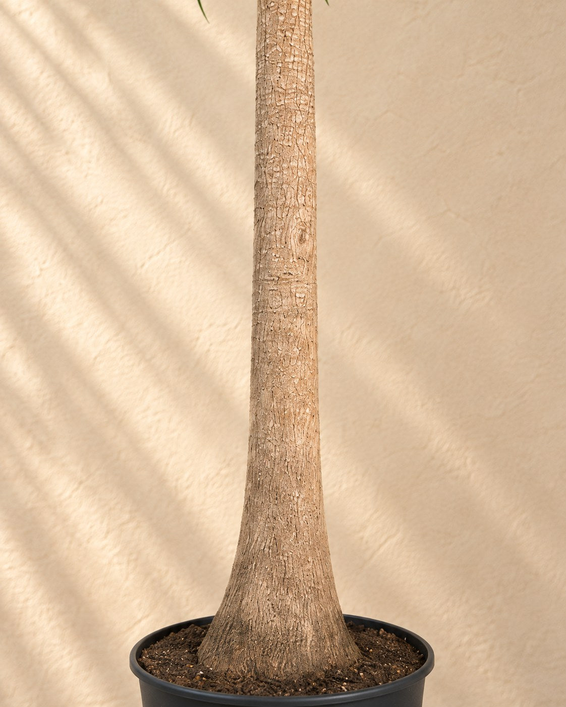 Close-up of the trunk of the Ponytail palm XXL (Beaucarnea recurvata) with its nursery pot