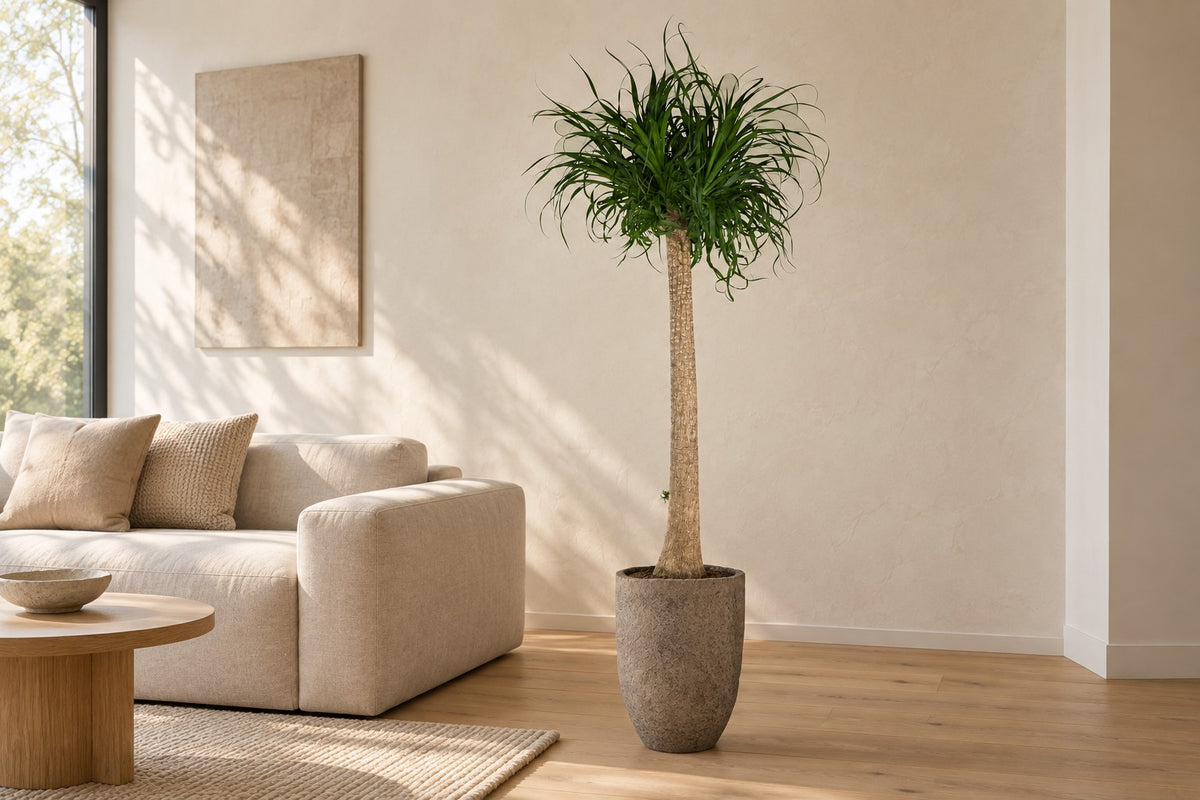 Ponytail palm XXL, 180 cm, in planter Mountain Hayes in a bright living room