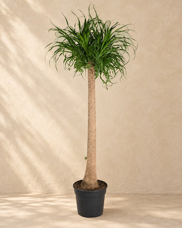 Olifantsvoet XXL (Beaucarnea recurvata) hoog, pot ø 180cm - ø34