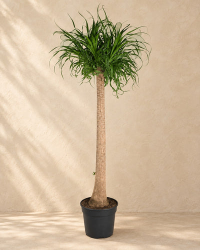 Ponytail palm XXL (Beaucarnea recurvata), 180 cm tall in a 180 cm nursery pot