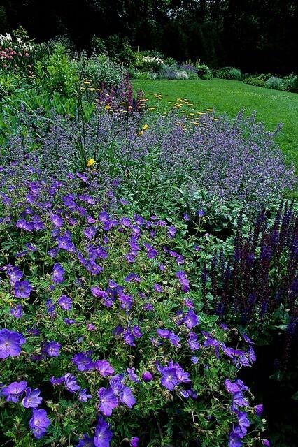 Geranio perenne 'Johnson's Blue' (Geranium)