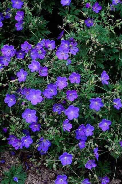 Geranio perenne 'Johnson's Blue' in giardino