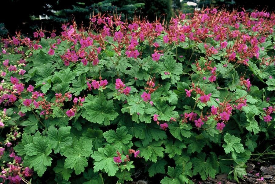 Ooievaarsbek 'Czakor' in de tuin