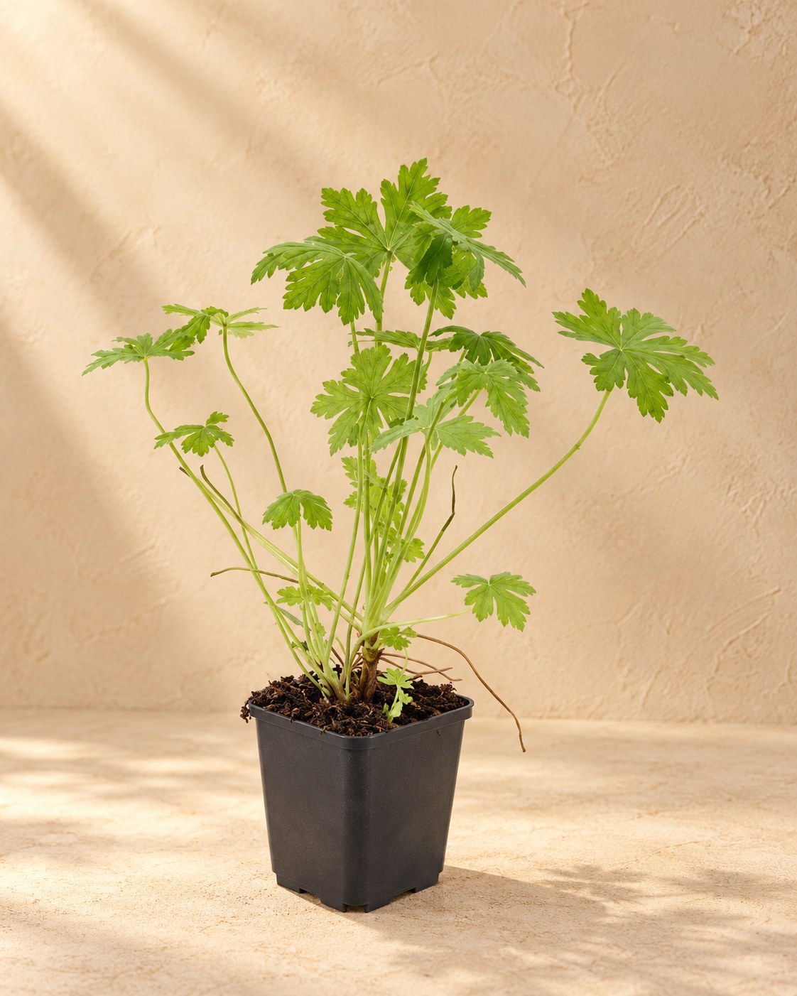 Bigroot cranesbill in a nursery pot