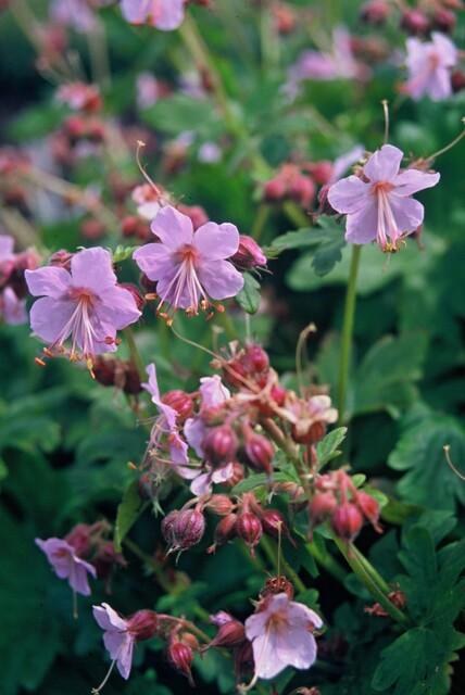 Bigroot cranesbill (Geranium macrorrhizum)