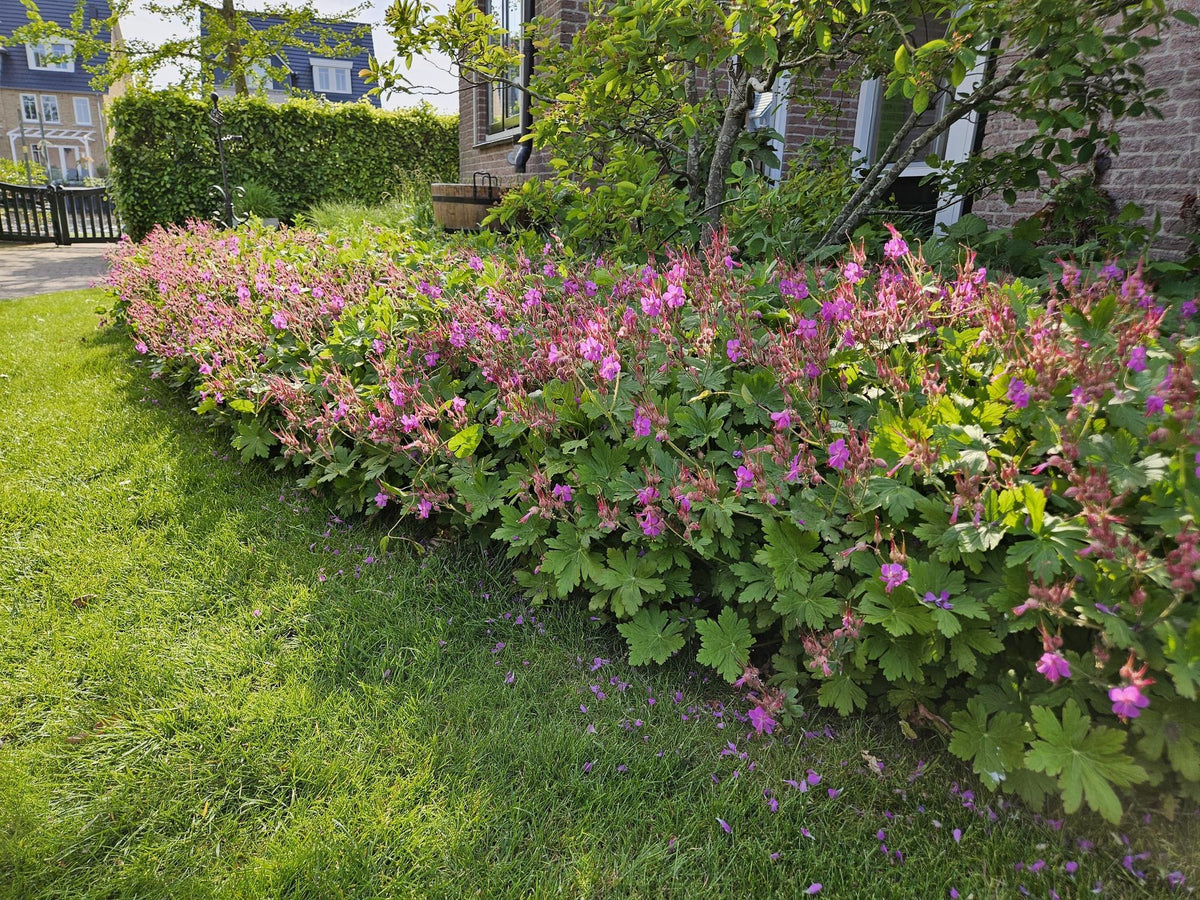 Bigroot cranesbill in the garden