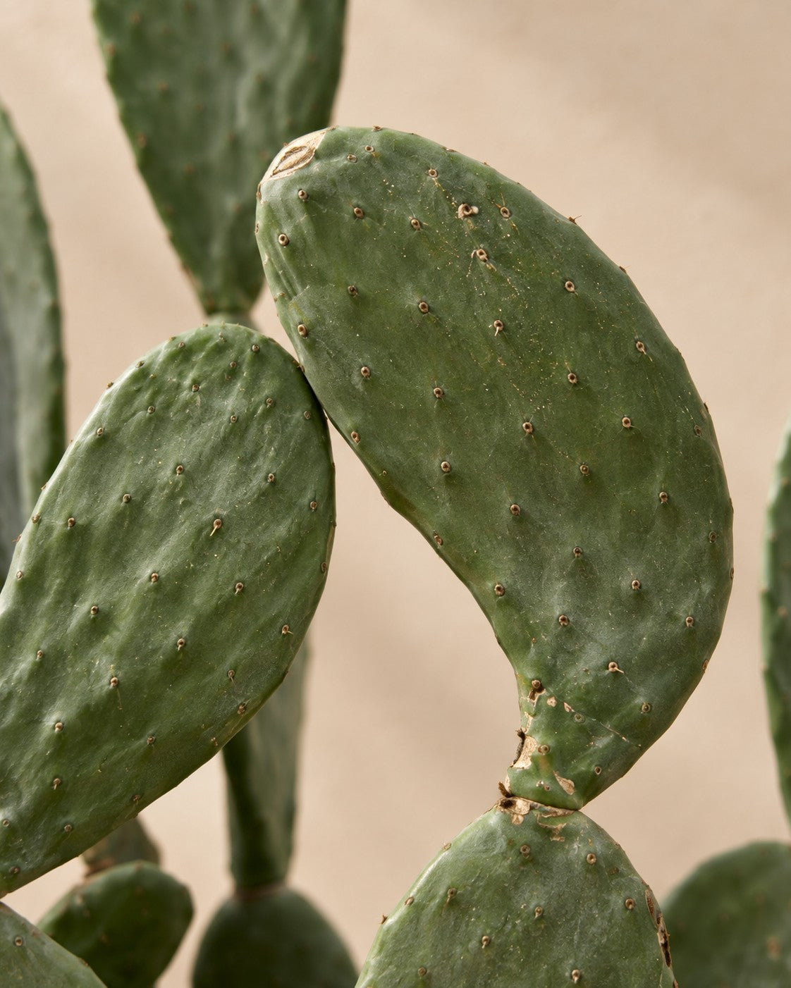 Close-up van het blad van de Opuntia ficus indica (Opuntia ficus-indica)