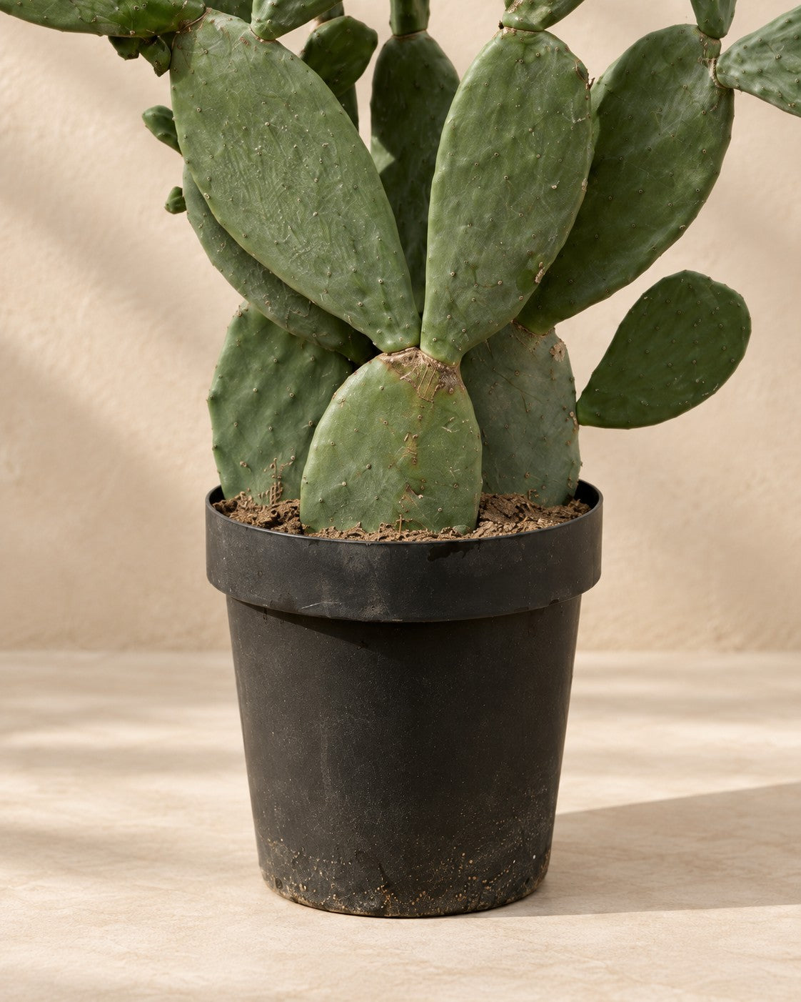 Parte bassa di Opuntia ficus indica (Opuntia ficus-indica) con il vaso di coltivazione