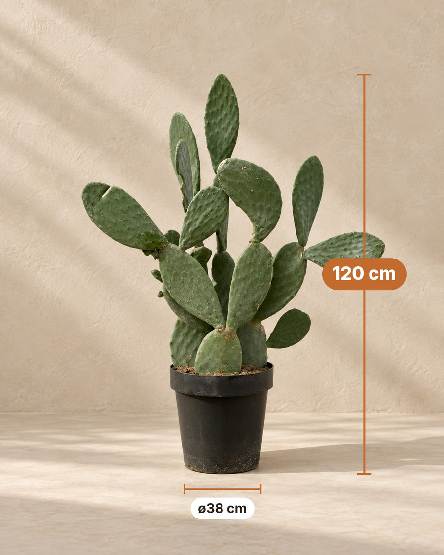 Opuntia ficus indica (cactus) 120 cm di altezza, vaso ø38 cm
