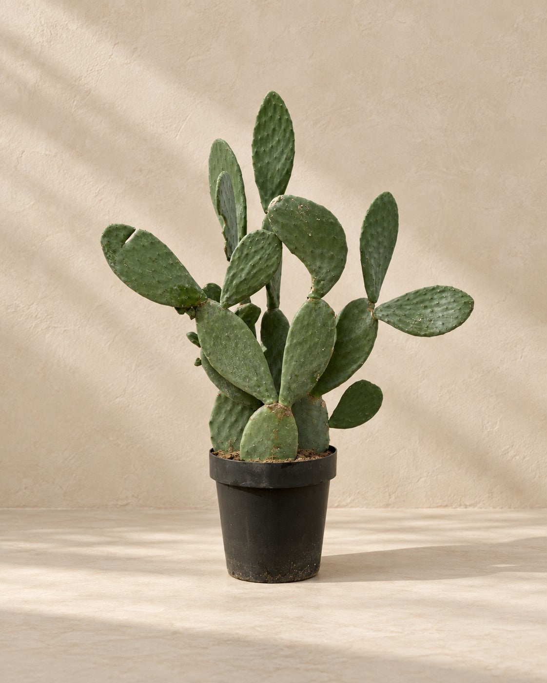 Opuntia ficus indica (Opuntia ficus-indica) van 120 cm hoog in kweekpot van 38 cm