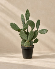 Opuntia ficus indica (Opuntia ficus-indica), alta 120 cm in vaso di coltivazione da 38 cm
