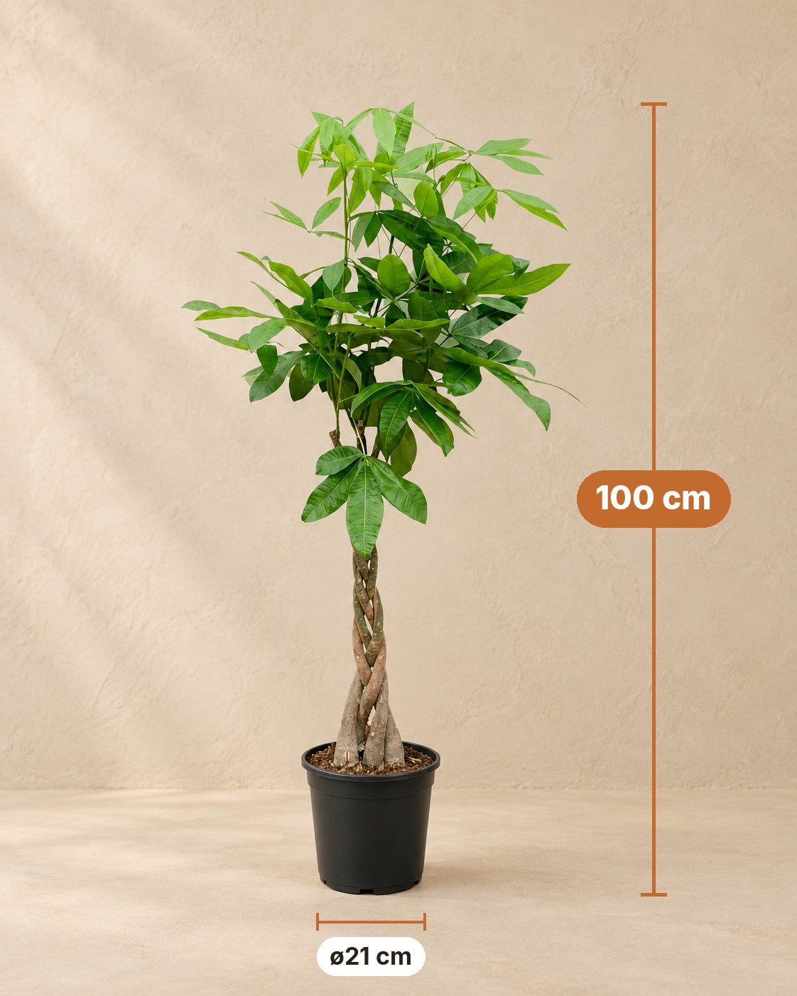Afmetingen Pachira Aquatica: 100 cm hoog, pot ø21 cm