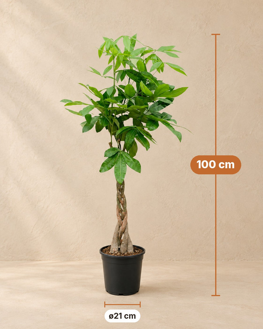 Pachira Aquatica 100cm - ø21