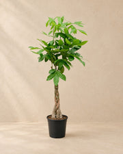 Pachira Aquatica van 100 cm hoog in kweekpot van 21 cm