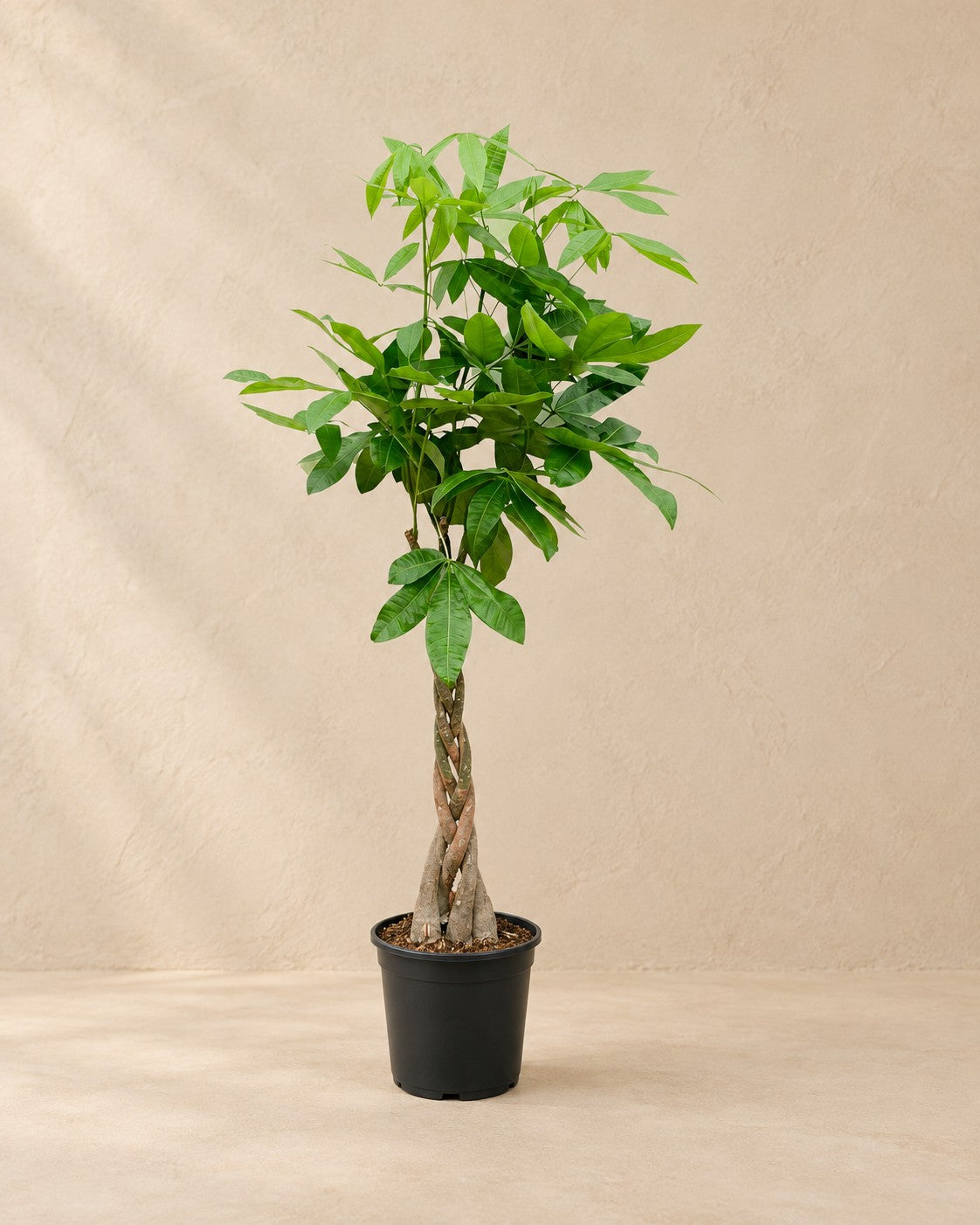Pachira Aquatica van 100 cm hoog in kweekpot van 21 cm