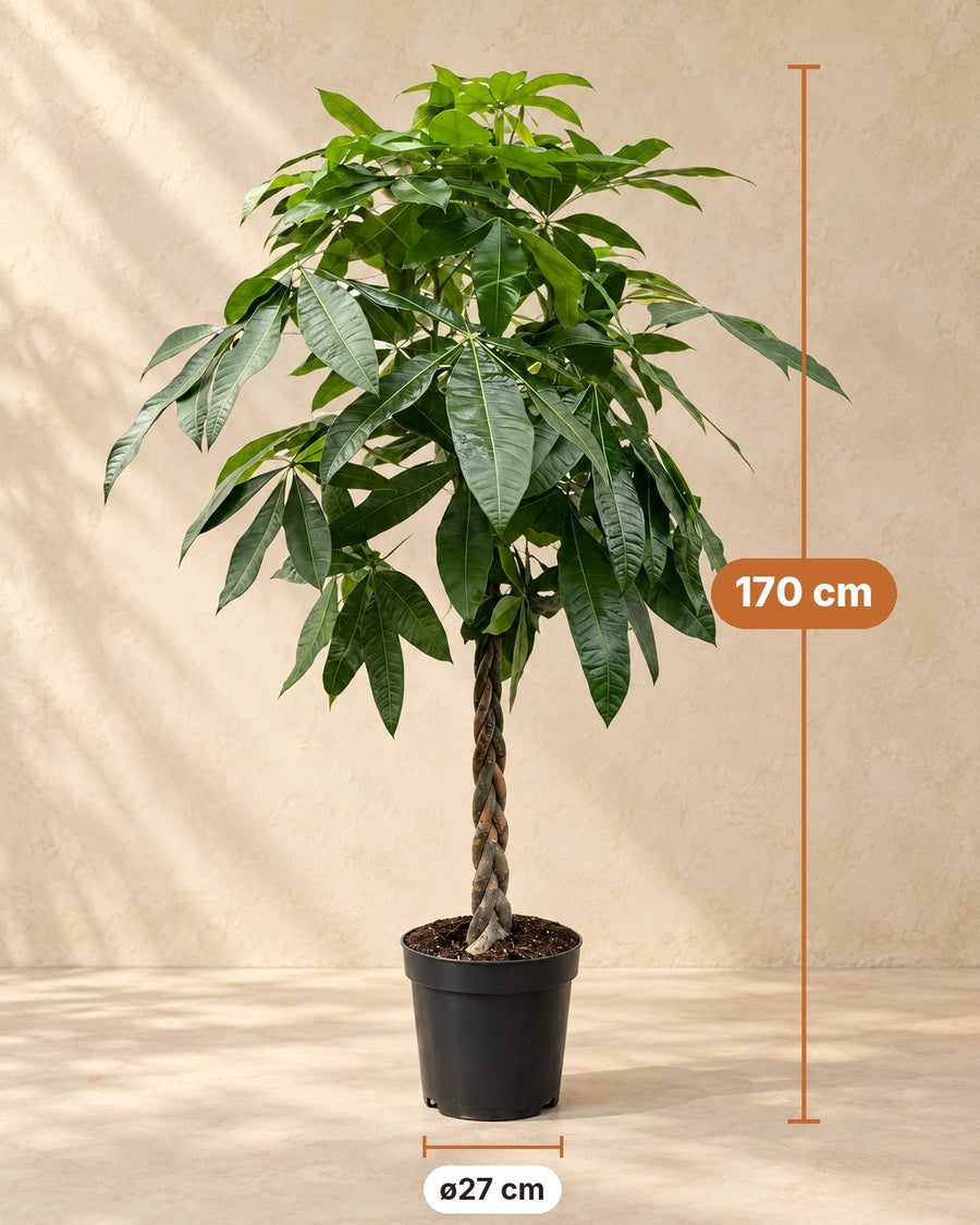 Pachira Aquatica 170cm - ø27