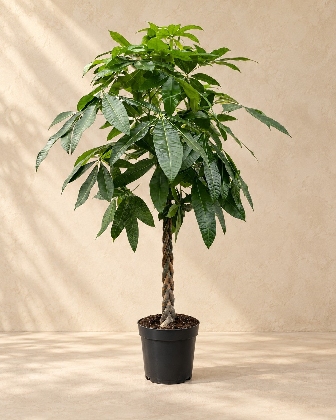 Pachira Aquatica, 170 cm høj i en 27 cm dyrkningspotte