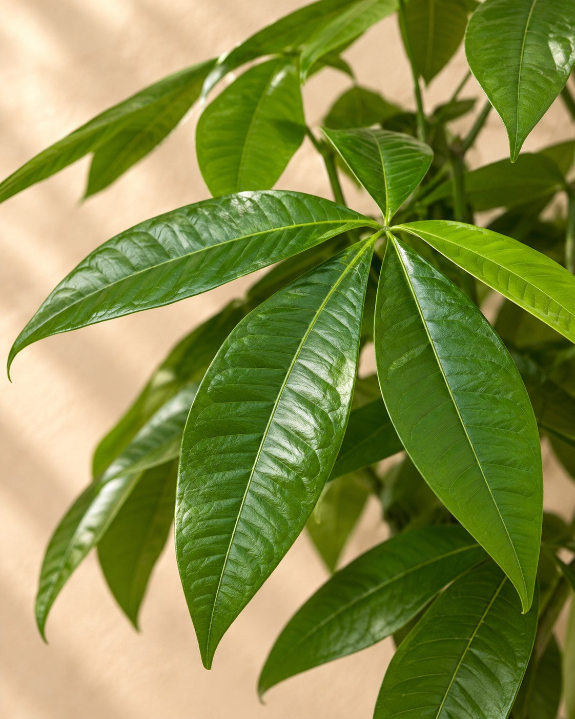 Close-up van het blad van de Pachira Aquatica